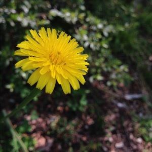 Meet your Posher, @petalsboutique